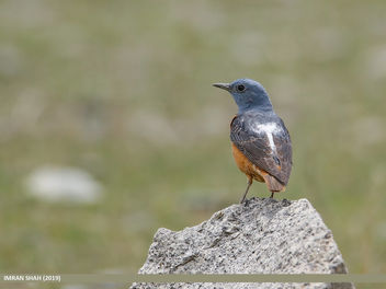 Rufous-tailed Rock-thrush (Monticola saxatilis) - image #463943 gratis